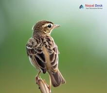 Paddyfield Pipit_Anthus rufulus