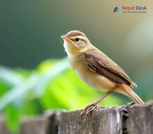 Paddyfield Warbler_Acrocephalus agricola