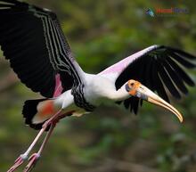 Painted Stork_Mycteria leucocephala