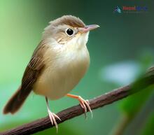 Pale-footed Bush Warbler_Hemitesia pallidipes