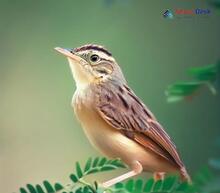 Pallas's Grasshopper Warbler_Locustella certhiola