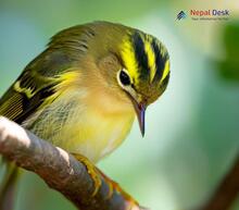 Pallas's Leaf Warbler_Phylloscopus proregulus