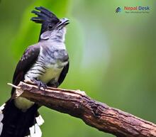 Pied Cuckoo_Clamator jacobinus