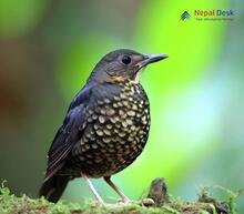 Plain-backed Thrush_Zoothera mollissima