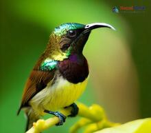 Purple-rumped Sunbird_Leptocoma zeylonica