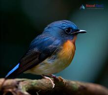 Pygmy Blue Flycatcher - Muscicapella hodgsoni
