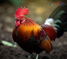 Red Junglefowl_Gallus gallus