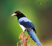 Red-billed Blue Magpie_Urocissa erythrorhyncha