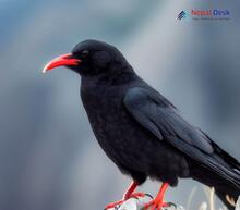 Red-billed Chough_Pyrrhocorax pyrrhocorax