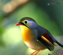 Red-billed Leiothrix_Leiothrix lutea