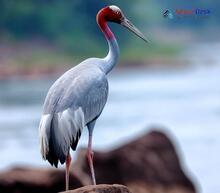 Sarus Crane_Antigone antigone