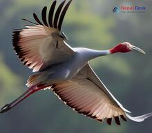 Sarus Crane_Antigone antigone