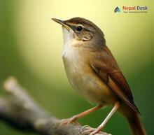 Savi's Warbler_Locustella luscinioides