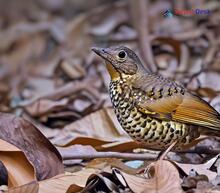 Scaly Thrush_Zoothera dauma