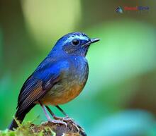 Small Niltava_Niltava macgrigoriae