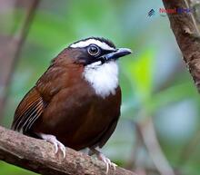 Snowy-throated Babbler_Stachyris oglei