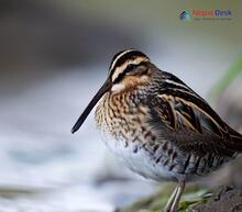 Solitary Snipe - Gallinago solitaria