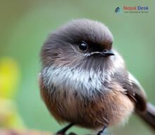 Sooty Tit - Aegithalos fuliginosus