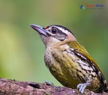 Speckled Piculet Picumnus innominatus