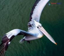 Spot-billed Pelican - Pelecanus philippensis