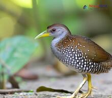 Spotted Crake - Porzana porzana