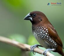 Spotted Munia - Lonchura punctulata jankowskii