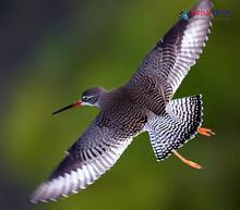 Spotted Redshank - Tringa erythropus