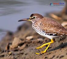 Spotted Sandpiper - Actitis macularius