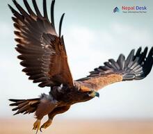 Steppe Eagle_Aquila nipalensis