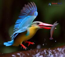 Stork-billed Kingfisher - Pelargopsis capensis