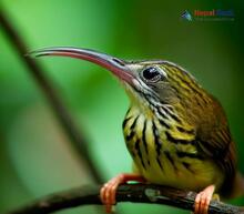 Streaked Spiderhunter - Arachnothera magna