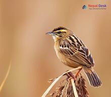 Striated Grassbird - Megalurus palustris