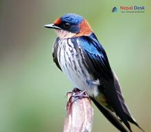 Striated Swallow - Cecropis striolata