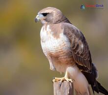 Swainson's Hawk - Buteo swainsoni