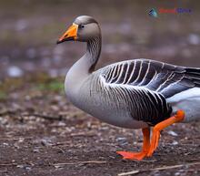 Taiga Bean Goose - Anser fabalis 