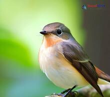 Taiga Flycatcher - Ficedula albicilla taivana