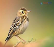 Tawny Pipit - Anthus campestris