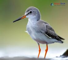 Terek Sandpiper - Xenus cinereus