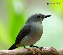 Thick-billed Flowerpecker - Dicaeum agile