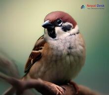 Tree Sparrow_Passer montanus