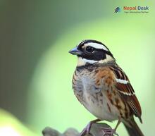 Tristram's Bunting - Emberiza tristrami