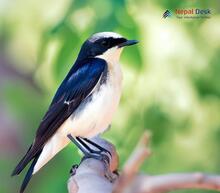 Variable Wheatear - Oenanthe picata