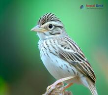 Vesper Sparrow - Pooecetes gramineus