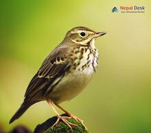 Water Pipit_Anthus spinoletta