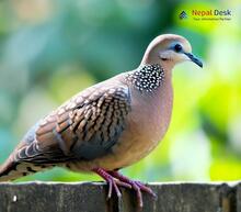 Western Spotted Dove - Spilopelia suratensis