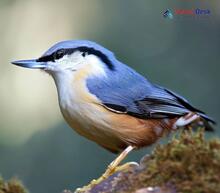 White-tailed Nuthatch - Sitta himalayensis