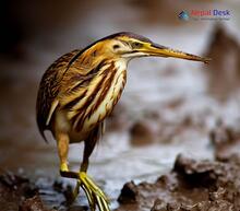 Yellow Bittern_Ixobrychus sinensis