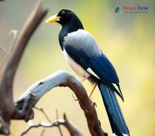 Yellow-billed Blue Magpie_Urocissa flavirostris