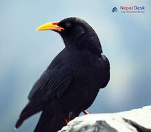 Yellow-billed Chough_Pyrrhocorax graculus