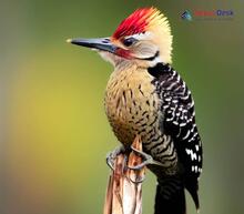 Yellow-crowned Woodpecker_Leiopicus mahrattensis